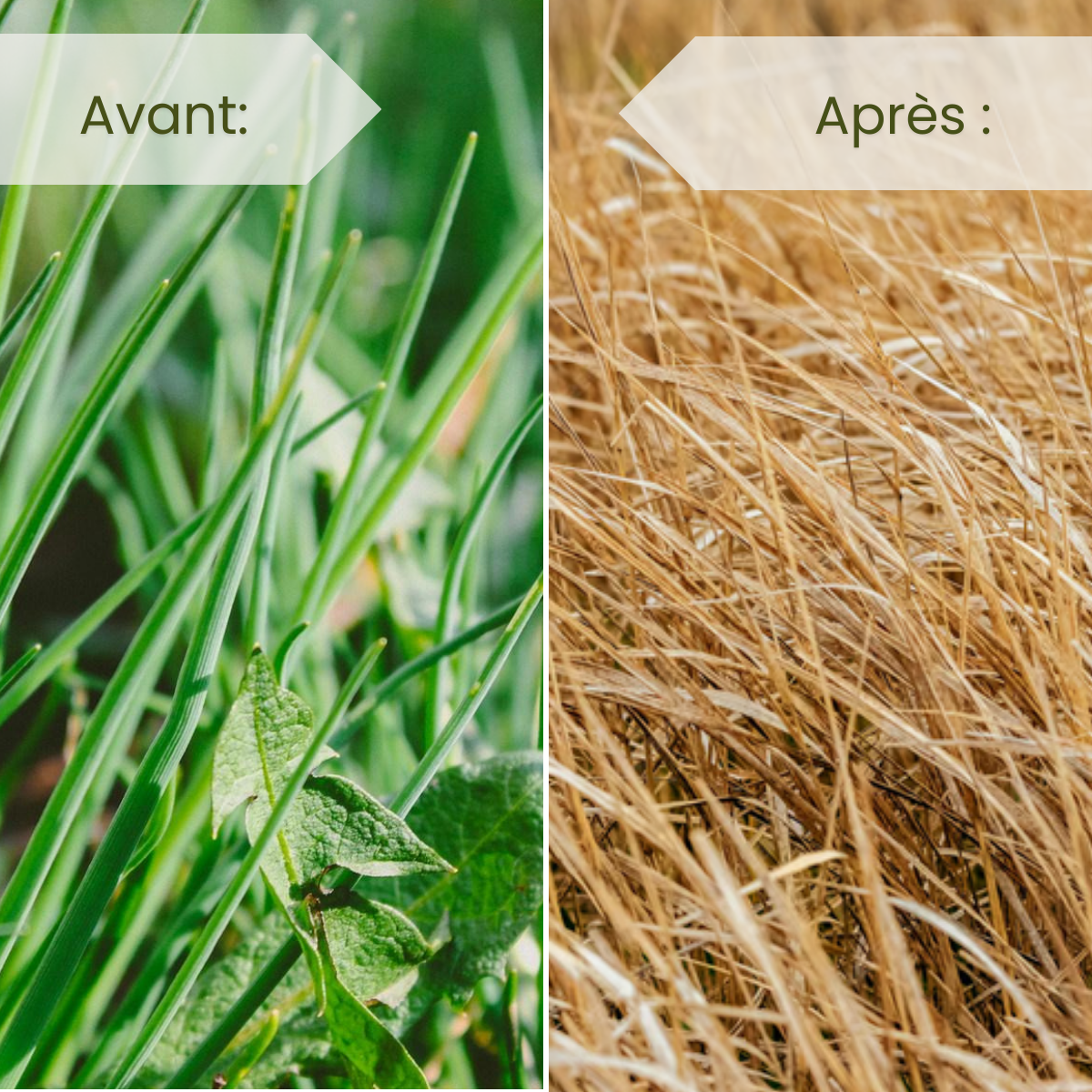 ROUNDUP 360 POWER 2.0 Herbicide au glyphosate LT.5